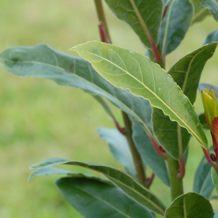 Bay Laurel Essential Oil - MakeItNatural