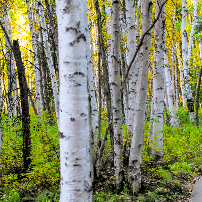 Birch Sweet Essential Oil - MakeItNatural