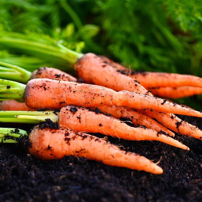 Carrot Seed Essential Oil - MakeItNatural