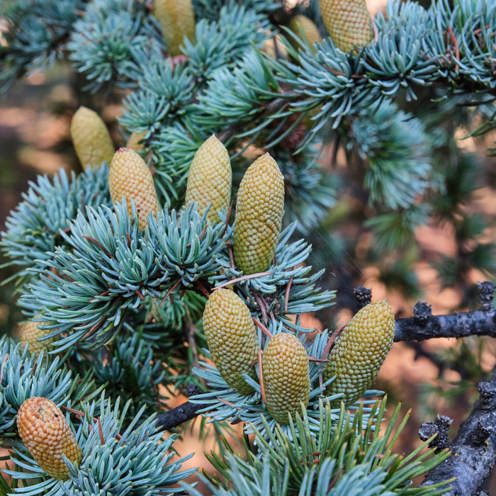 Cedarwood Virginian Essential Oil - MakeItNatural