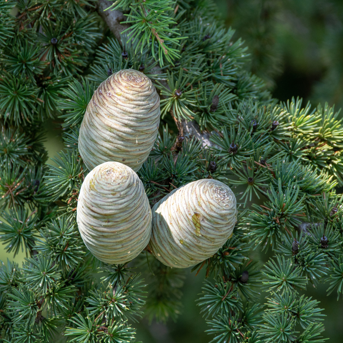 Cedarwood Himalayan Essential Oil - MakeItNatural