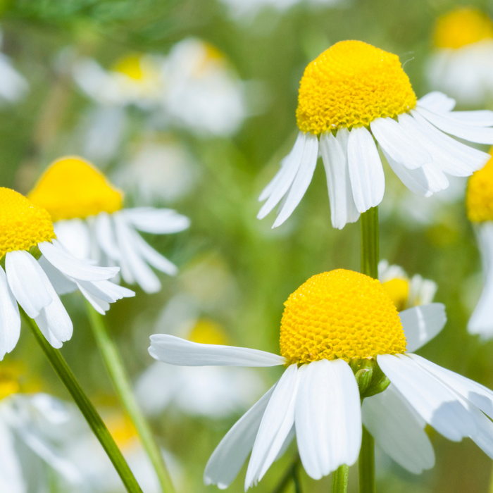 Chamomile German Blue Essential Oil - MakeItNatural