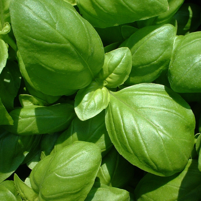 Basil Essential Oil - MakeItNatural