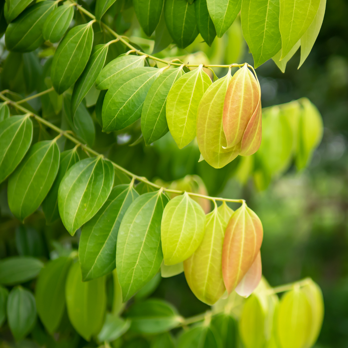 Cinnamon Leaf Essential Oil - MakeItNatural