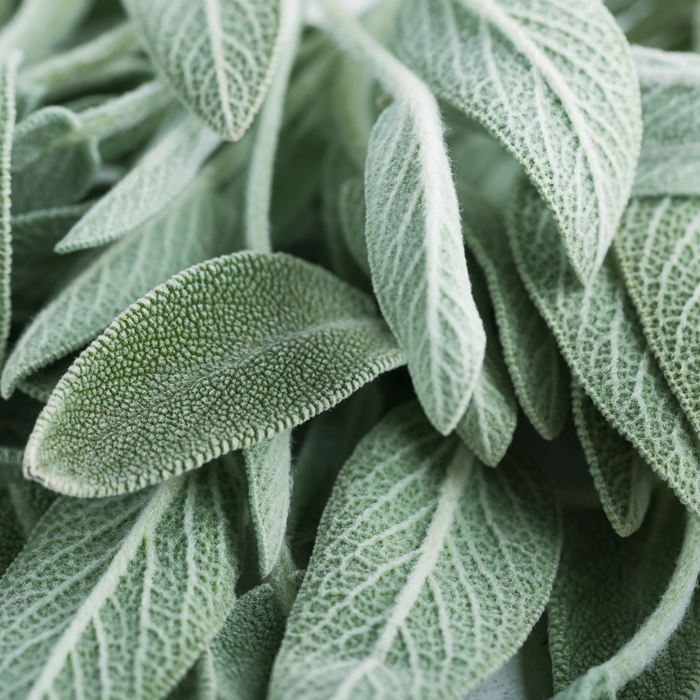 Clary Sage Essential Oil - MakeItNatural