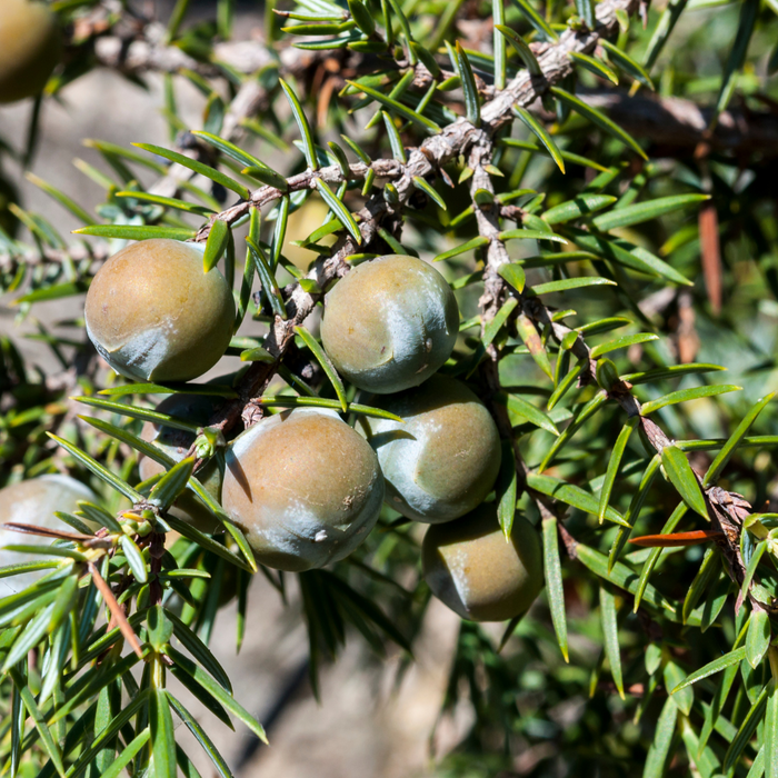 Cade (Rectified) Essential Oil - MakeItNatural
