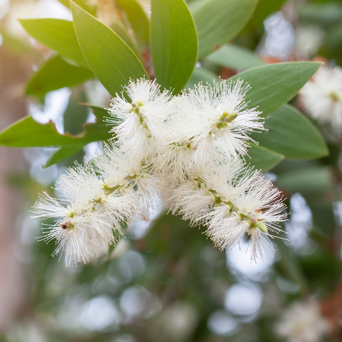 Cajeput Essential Oil - MakeItNatural