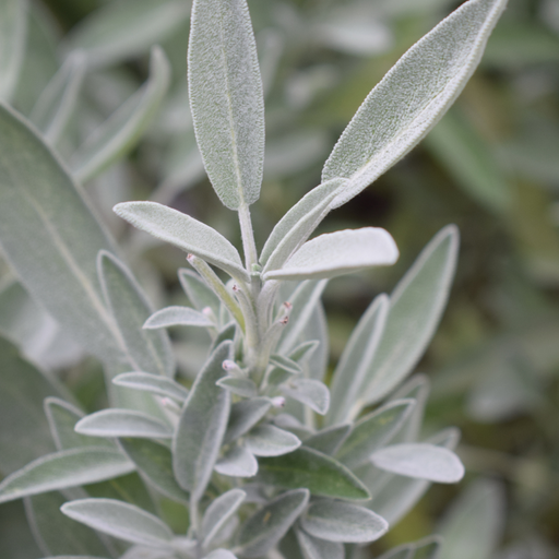 Sage (white) Essential Oil - MakeItNatural
