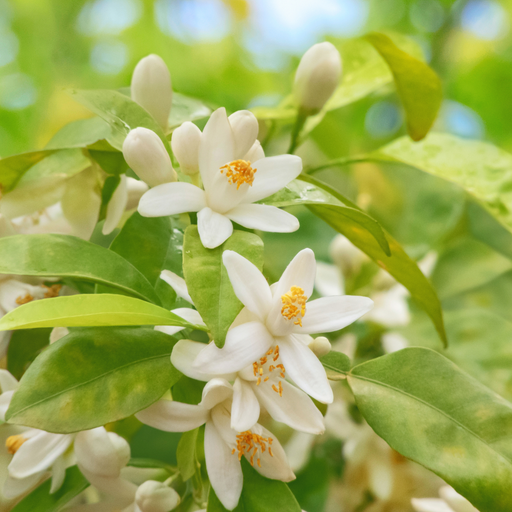 Neroli Essential Oil - MakeItNatural