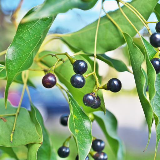 Ho Wood Essential Oil - MakeItNatural