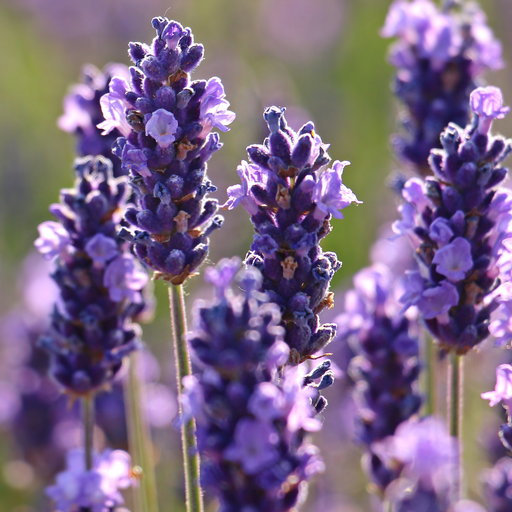 Lavender French Essential Oil - MakeItNatural