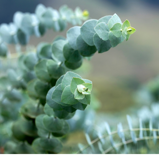 Lemon Eucalyptus Essential Oil - MakeItNatural