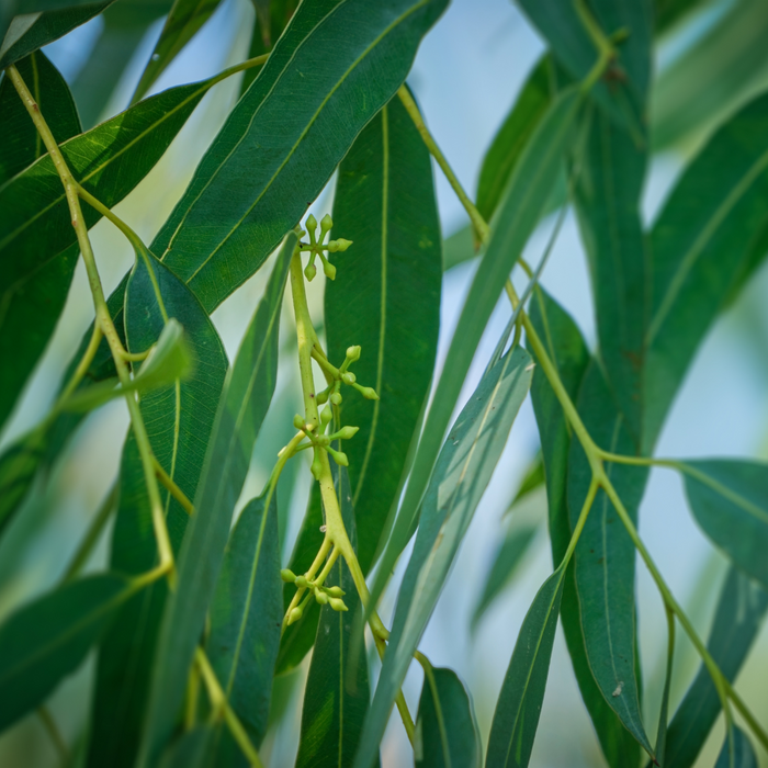 Eucalyptus Essential Oil - MakeItNatural