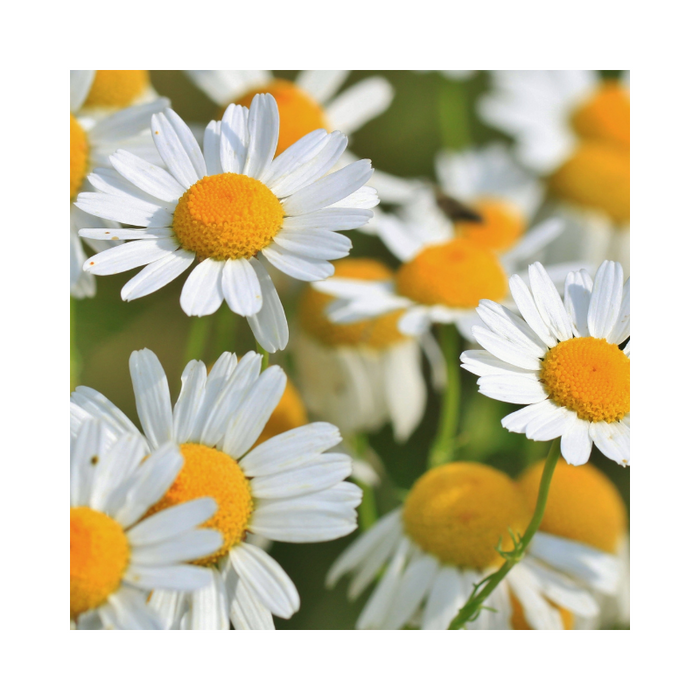 Chamomile Roman Essential Oil Dilution - MakeItNatural