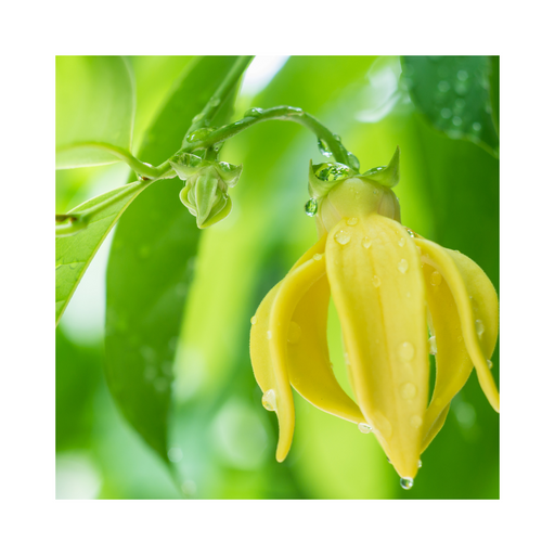 Ylang Ylang 1st Essential Oil - MakeItNatural