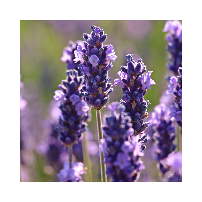 Lavandin Grosso Essential Oil - MakeItNatural
