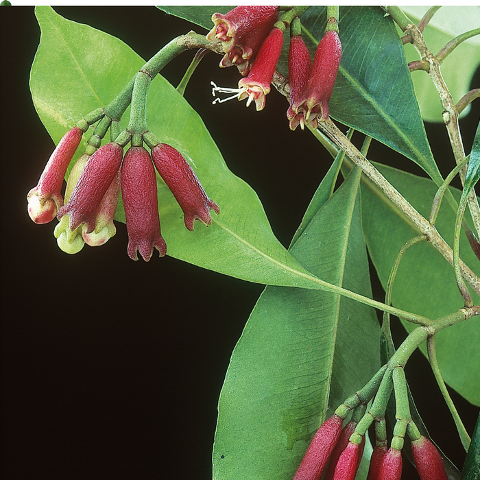 Clove Leaf Essential Oil - MakeItNatural