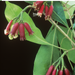Clove Leaf Essential Oil - MakeItNatural