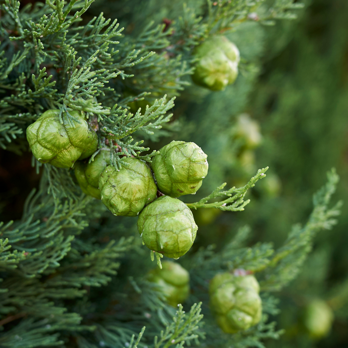 Cypress French Essential Oil - MakeItNatural