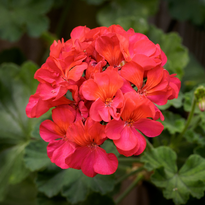 Geranium Egypt Essential Oil - MakeItNatural