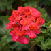 Geranium Egypt Essential Oil - MakeItNatural