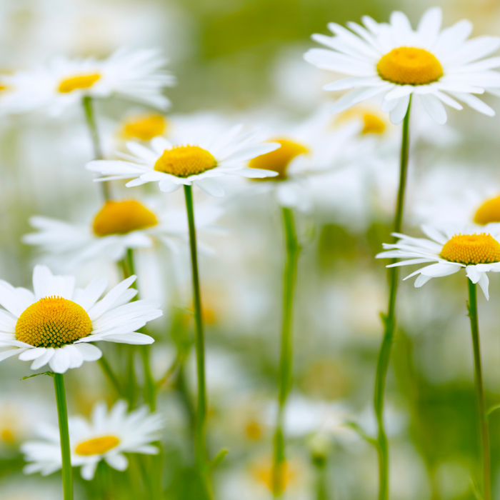 Chamomile Roman Essential Oil - MakeItNatural