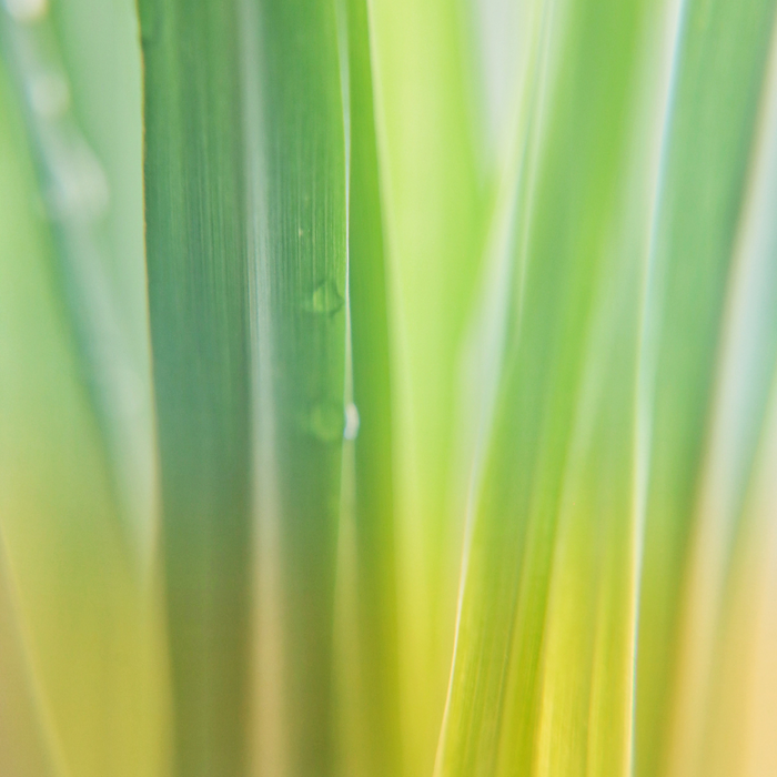 Citral Essential Oil - MakeItNatural