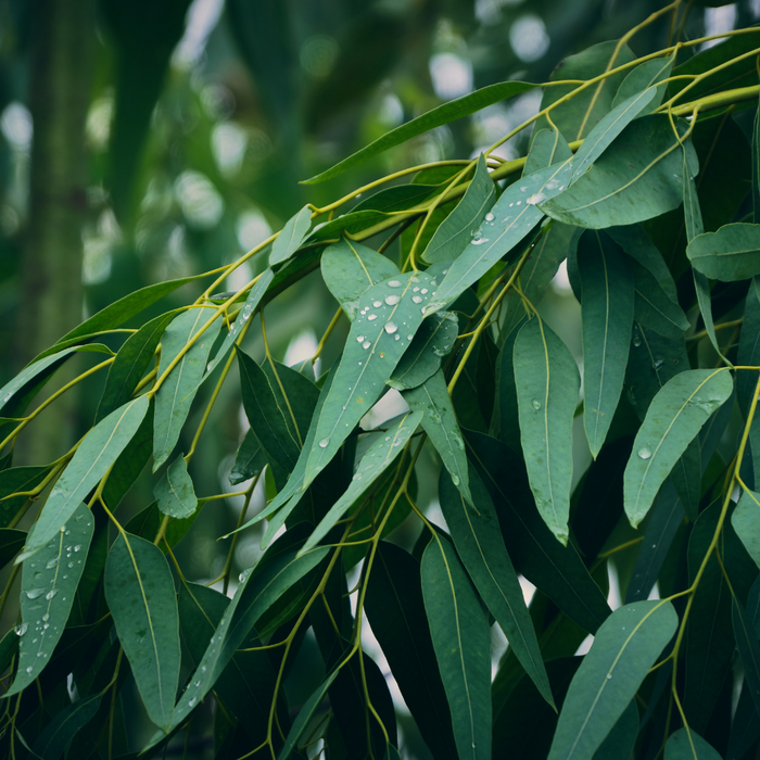 Eucalyptus Australiana Essential Oil - MakeItNatural