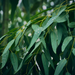 Eucalyptus Australiana Essential Oil - MakeItNatural