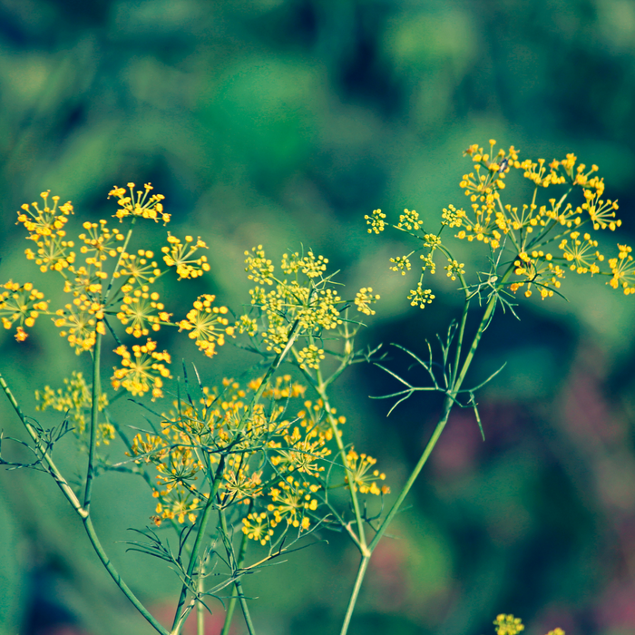 Fennel Sweet Essential Oil - MakeItNatural