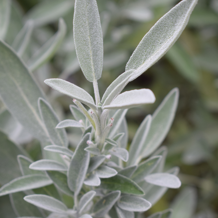 Sage (white) Essential Oil - MakeItNatural