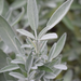 Sage (white) Essential Oil - MakeItNatural