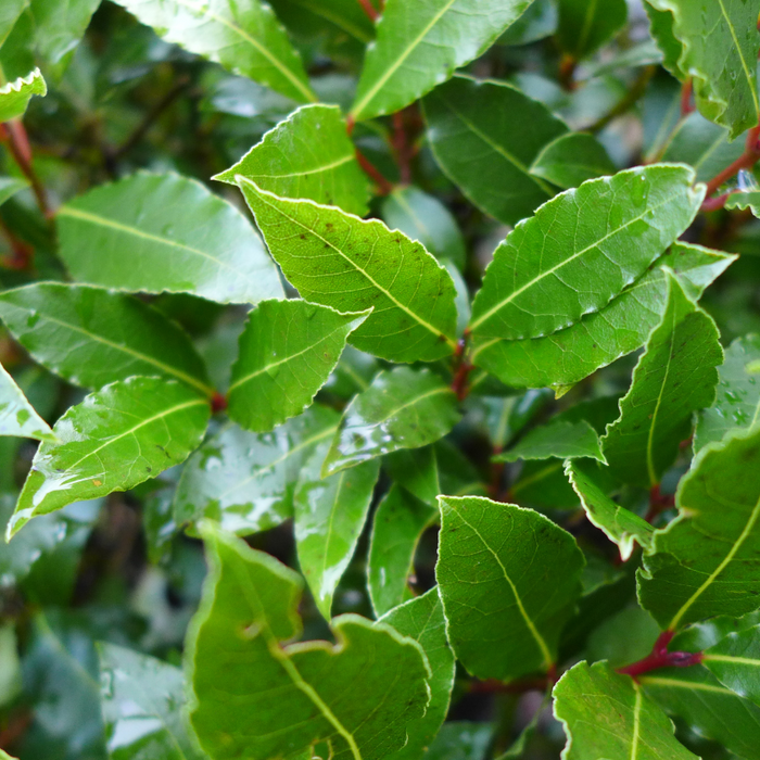 Ravensara Wild Essential Oil - MakeItNatural