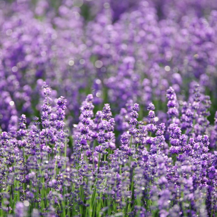 Lavender Spike Essential Oil - MakeItNatural