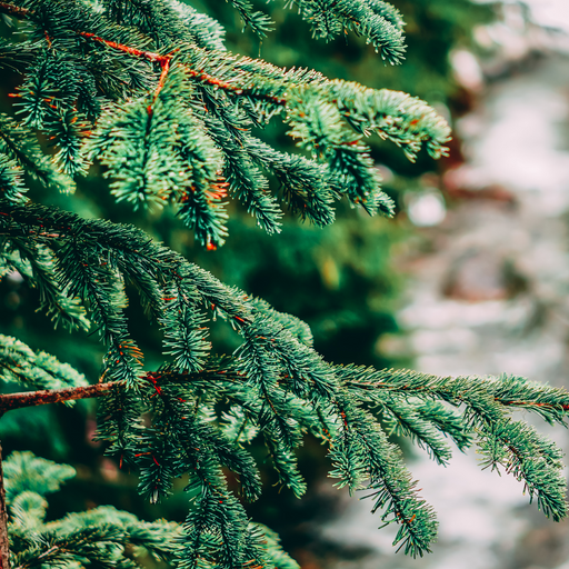 Balsam & Cedar  Fragrance Oil (Yankee Inspired) - MakeItNatural