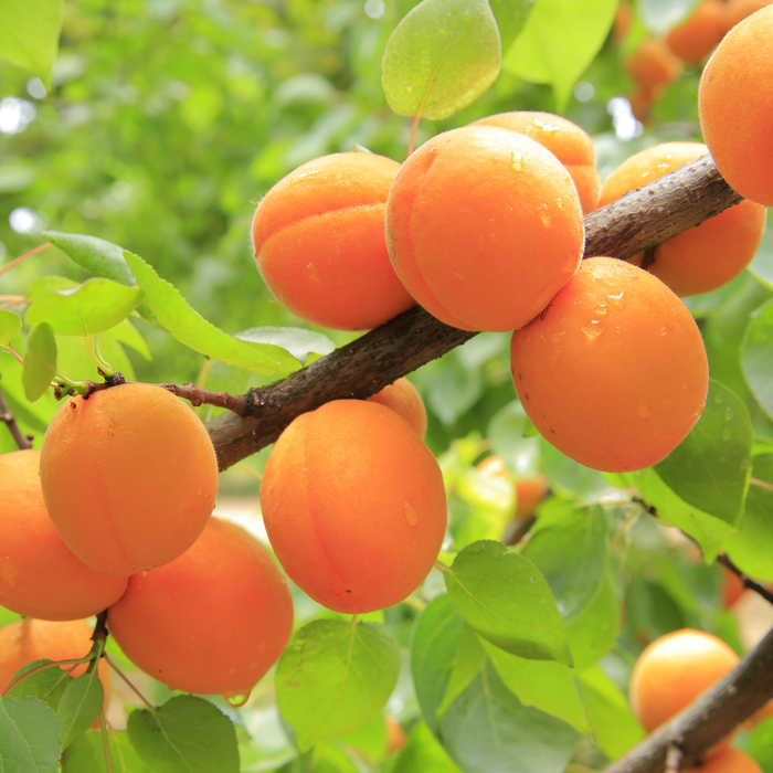 Apricot Kernel Carrier Oil Cold Pressed - MakeItNatural