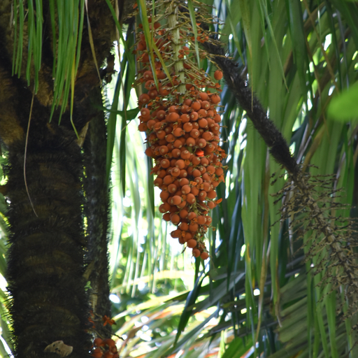 Buriti Carrier Oil Cold Pressed - MakeItNatural