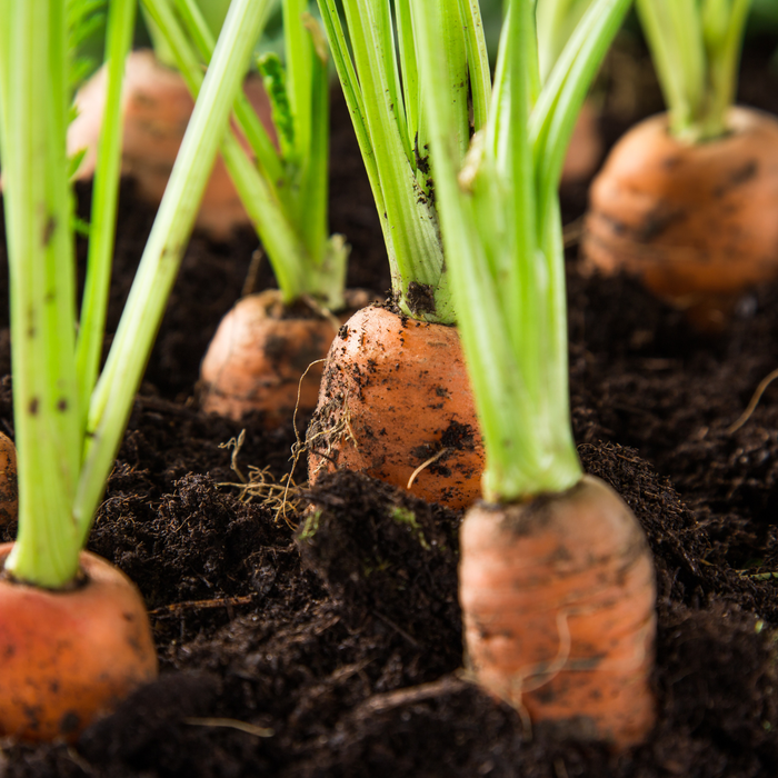 Carrot Seed Carrier Oil Cold Pressed - MakeItNatural