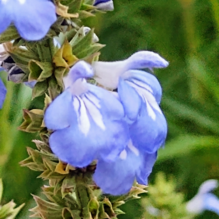 Chia Seed Organic Carrier Oil Cold Pressed - MakeItNatural