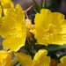 Evening Primrose Carrier Oil Organic Cold Pressed - MakeItNatural