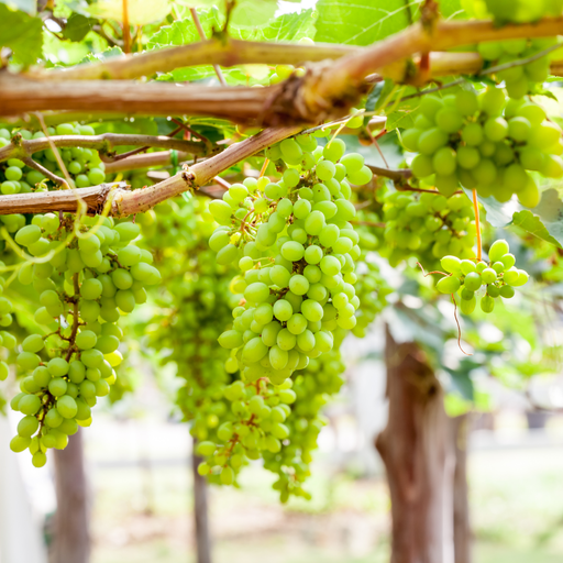 Grapeseed Carrier Oil Cold Pressed - MakeItNatural