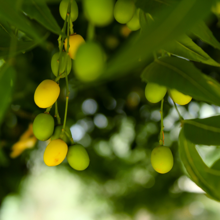 Neem Carrier Oil Organic & Cold Pressed - MakeItNatural