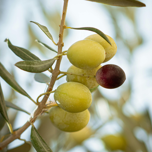 Olive Pomace Virgin Cold Pressed - MakeItNatural
