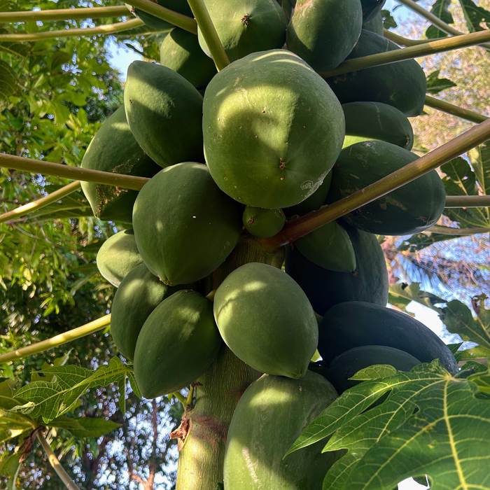 Papaya Seed Carrier Oil Cold Pressed - MakeItNatural