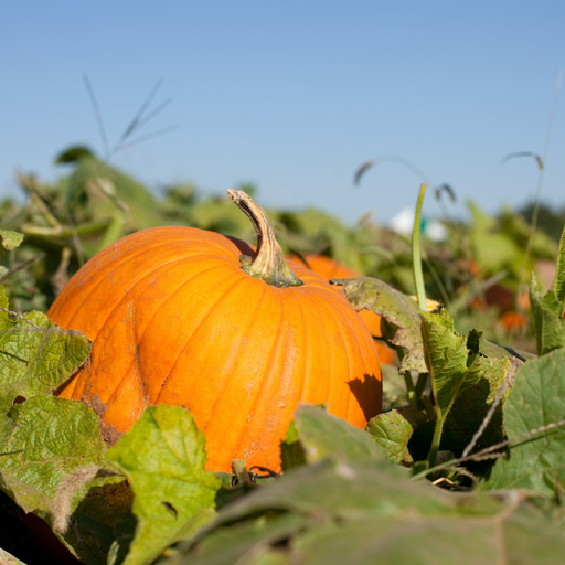 Pumpkin Seed Carrier Oil Cold Pressed - MakeItNatural