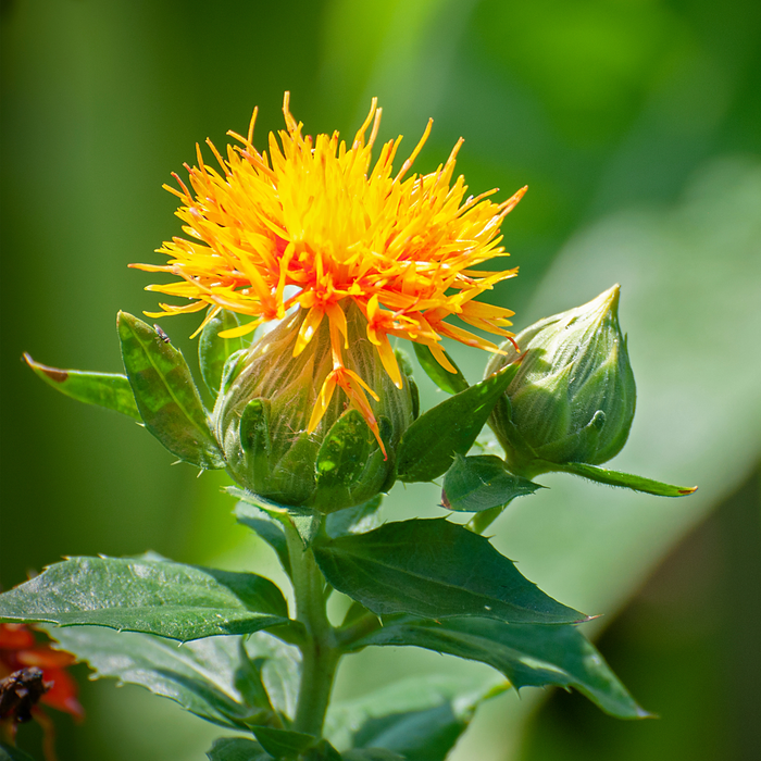 Safflower Seed Carrier Oil Cold Pressed - MakeItNatural