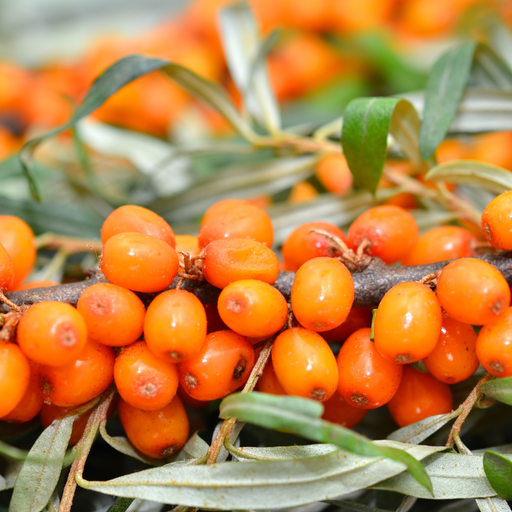Sea Buckthorn Virgin Carrier Oil Cold Pressed - MakeItNatural