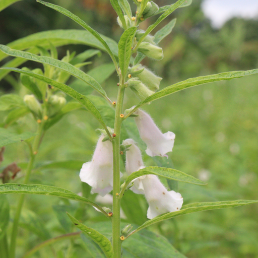 Sesame Seed Carrier Oil Cold Pressed - MakeItNatural