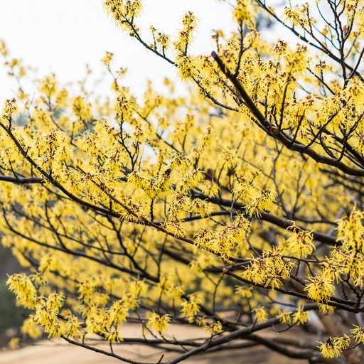 Witch Hazel Hydrosol Floral Water - MakeItNatural