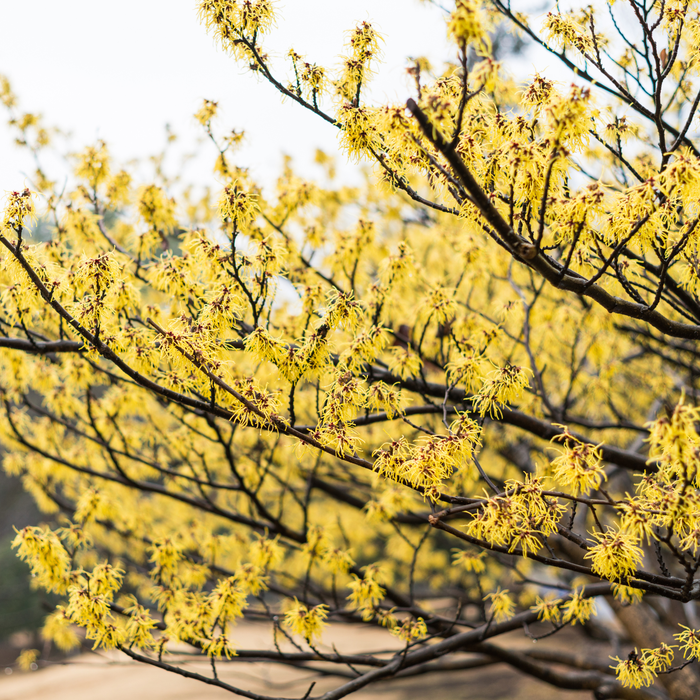 Witch Hazel Hydrosol Floral Water - MakeItNatural